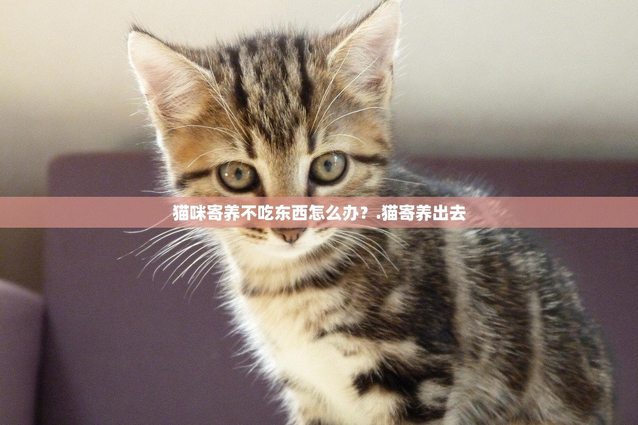 猫咪寄养不吃东西怎么办？.猫寄养出去