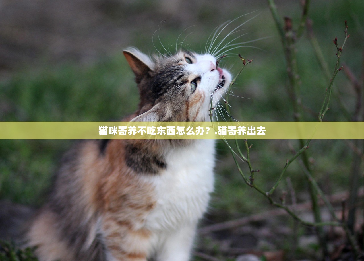 猫咪寄养不吃东西怎么办？.猫寄养出去
