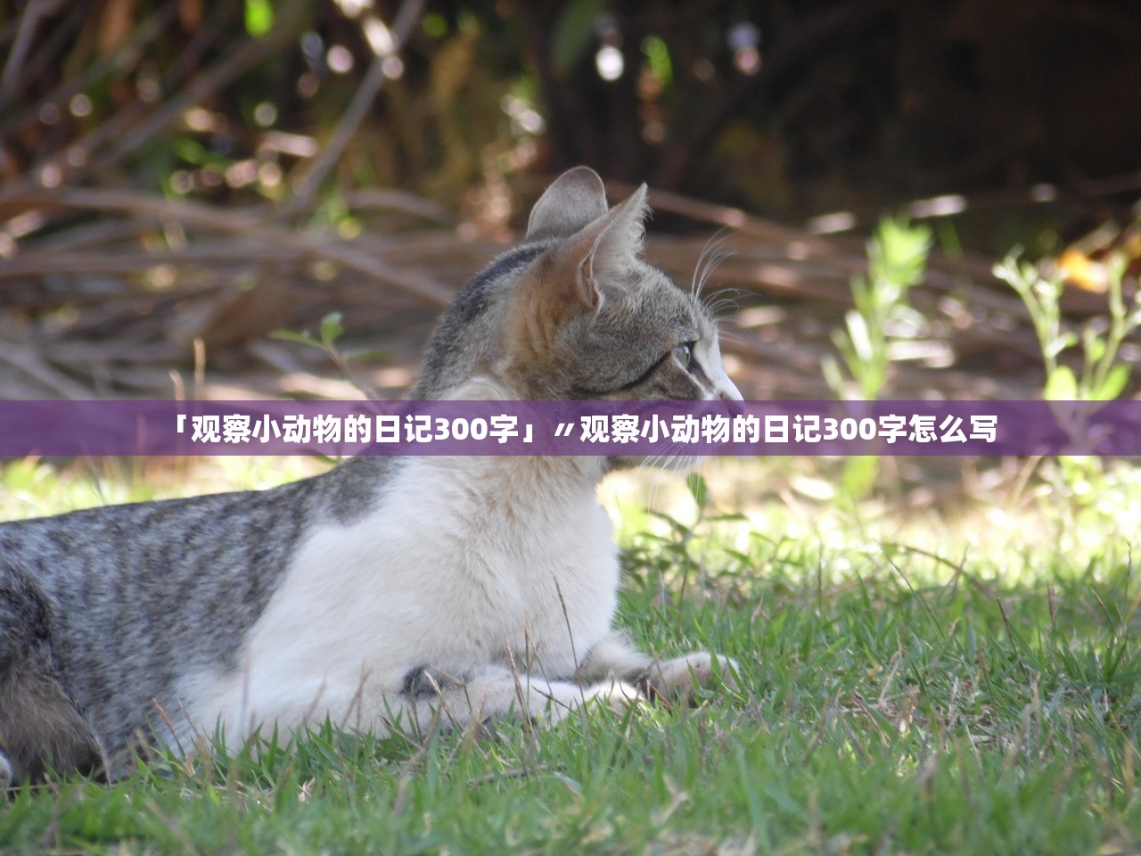 「观察小动物的日记300字」〃观察小动物的日记300字怎么写 「观察小动物的日记300字」〃观察小动物的日记300字怎么写
