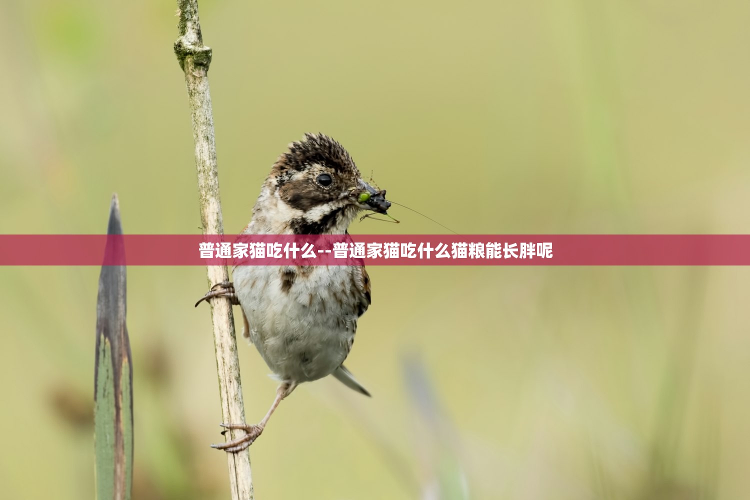 普通家猫吃什么--普通家猫吃什么猫粮能长胖呢