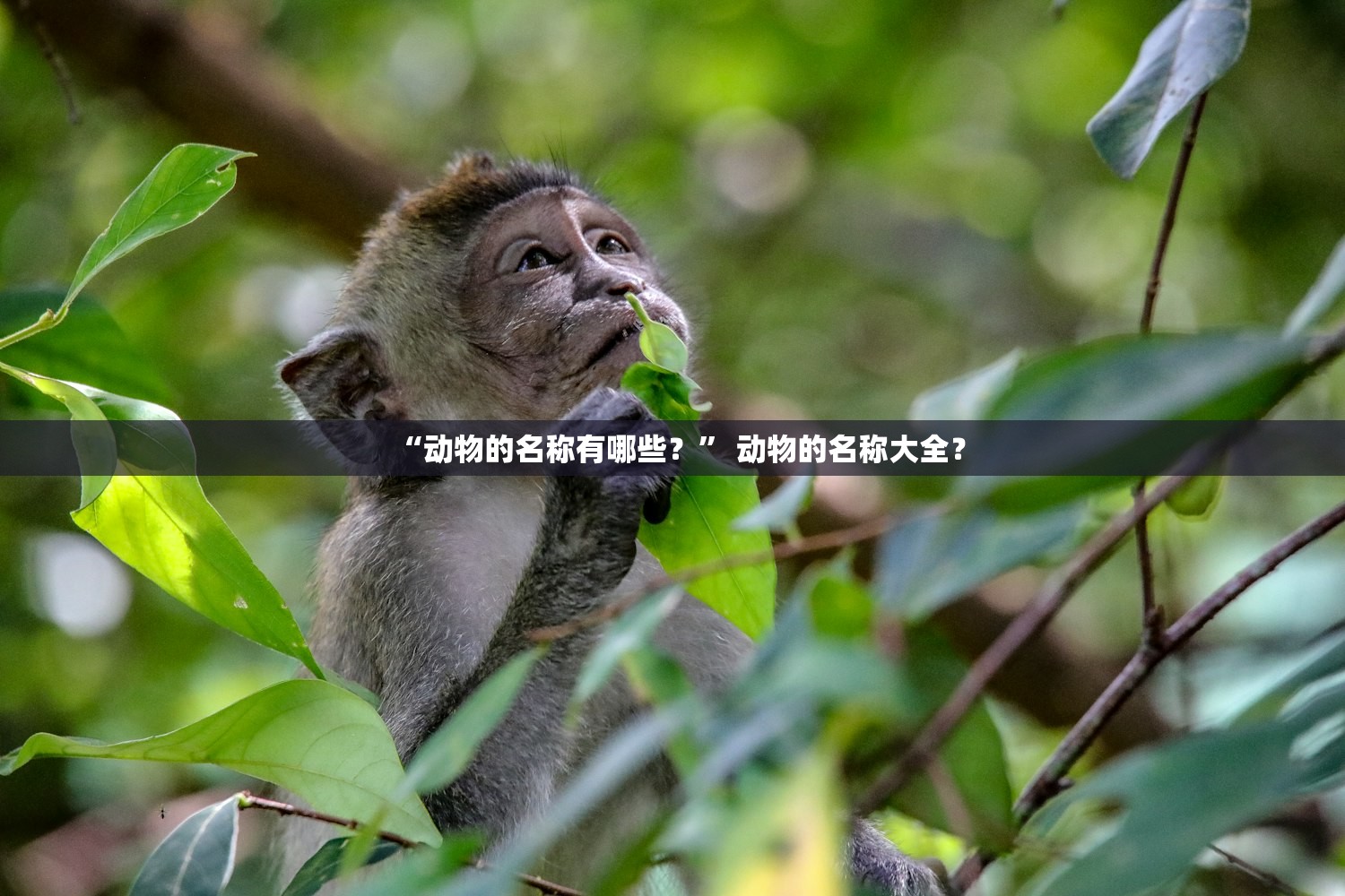 “动物的名称有哪些？	” 动物的名称大全？
