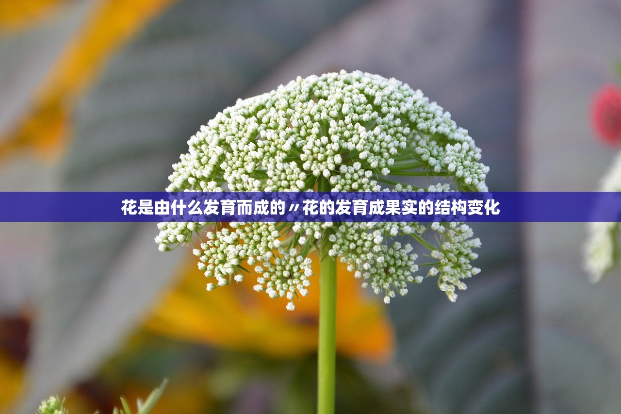 花是由什么发育而成的〃花的发育成果实的结构变化