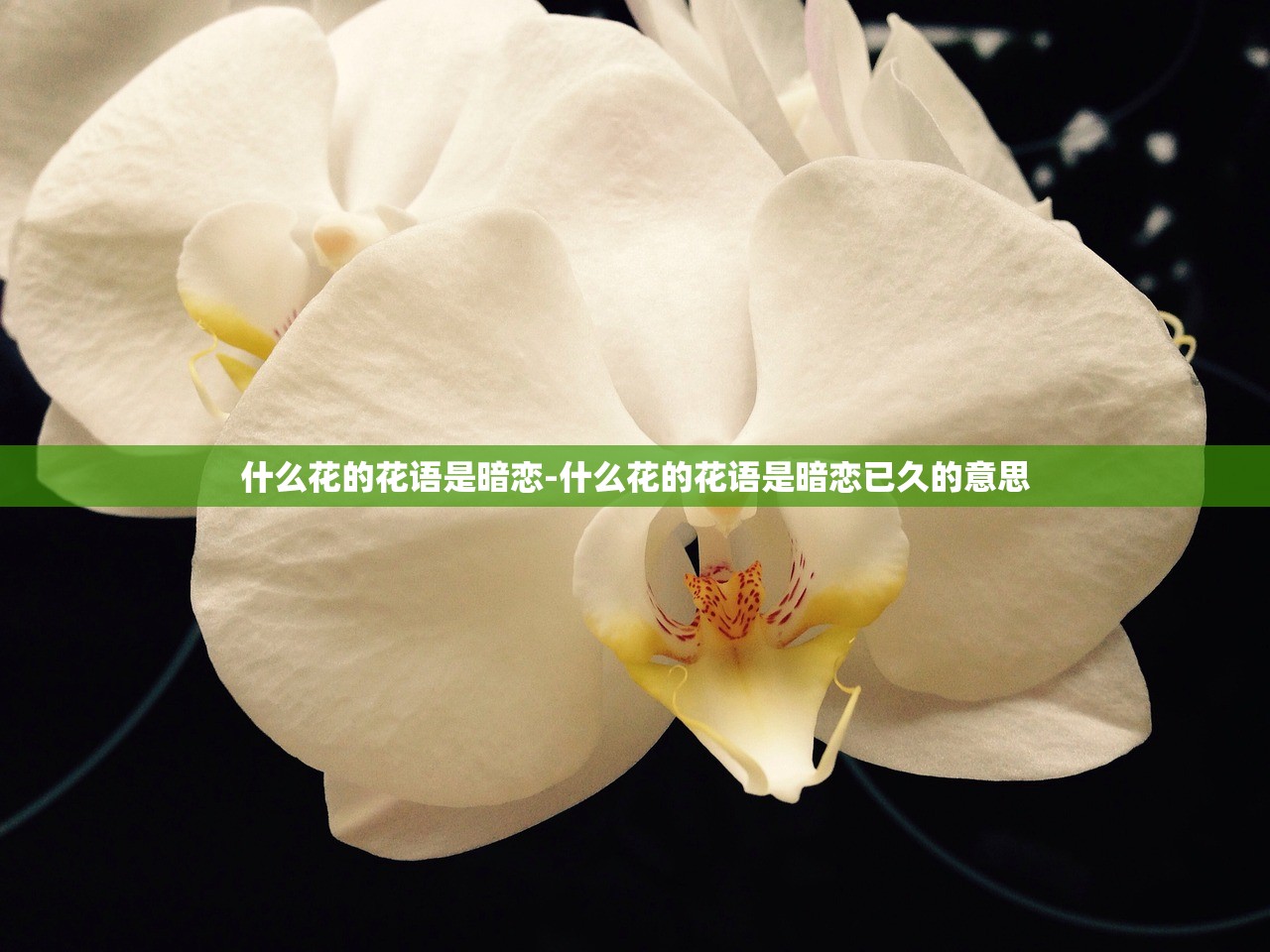 什么花的花语是暗恋-什么花的花语是暗恋已久的意思