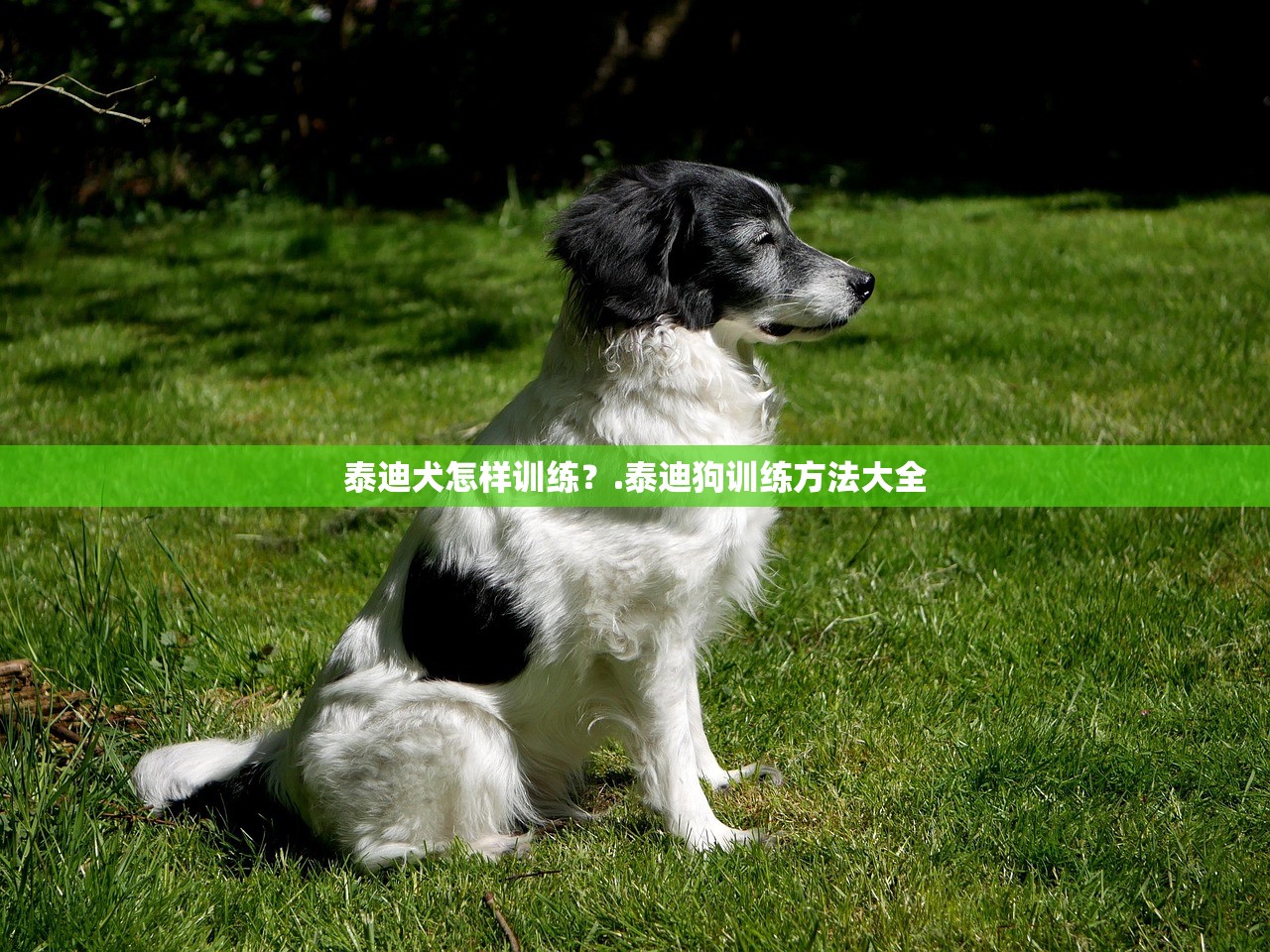 泰迪犬怎样训练?.泰迪狗训练方法大全 泰迪犬怎样训练?.泰迪狗训练方法大全
