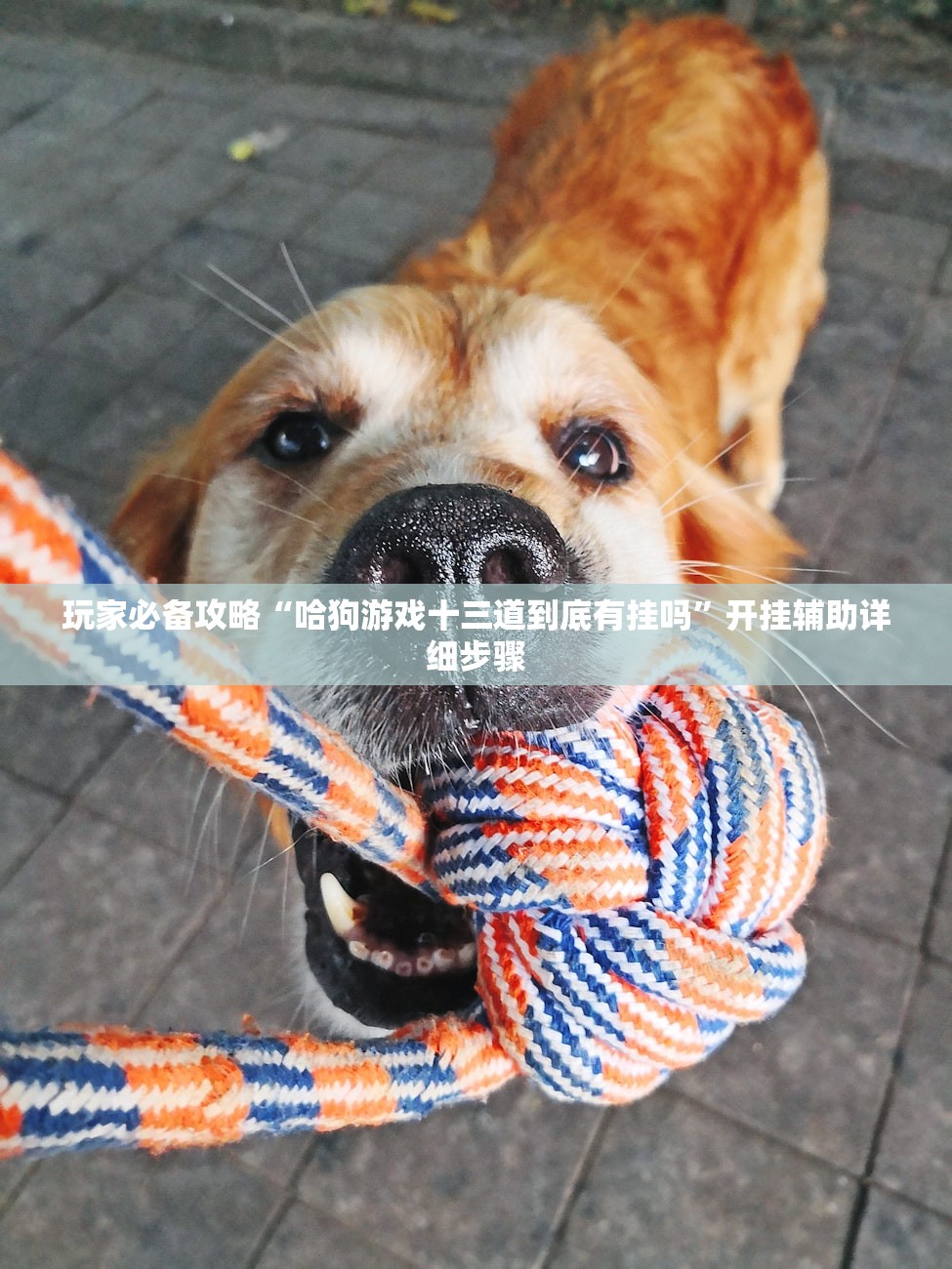 玩家必备攻略“哈狗游戏十三道到底有挂吗”开挂辅助详细步骤
