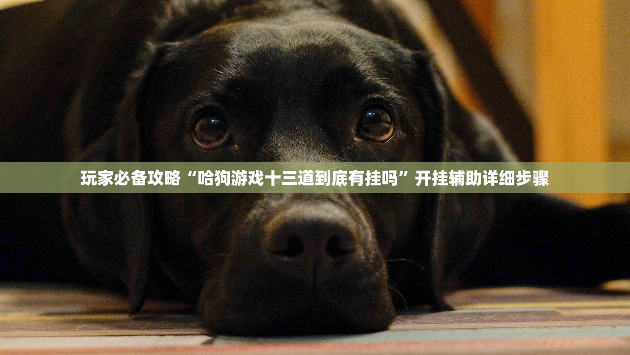 玩家必备攻略“哈狗游戏十三道到底有挂吗”开挂辅助详细步骤