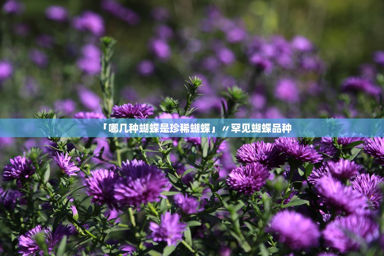 「哪几种蝴蝶是珍稀蝴蝶」〃罕见蝴蝶品种 「哪几种蝴蝶是珍稀蝴蝶」〃罕见蝴蝶品种