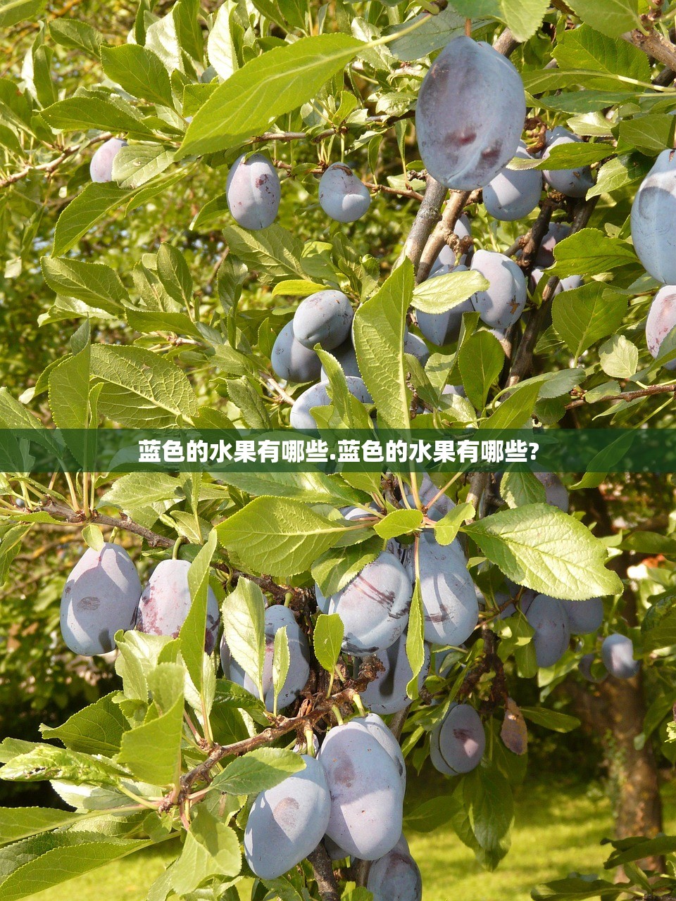 蓝色的水果有哪些.蓝色的水果有哪些?