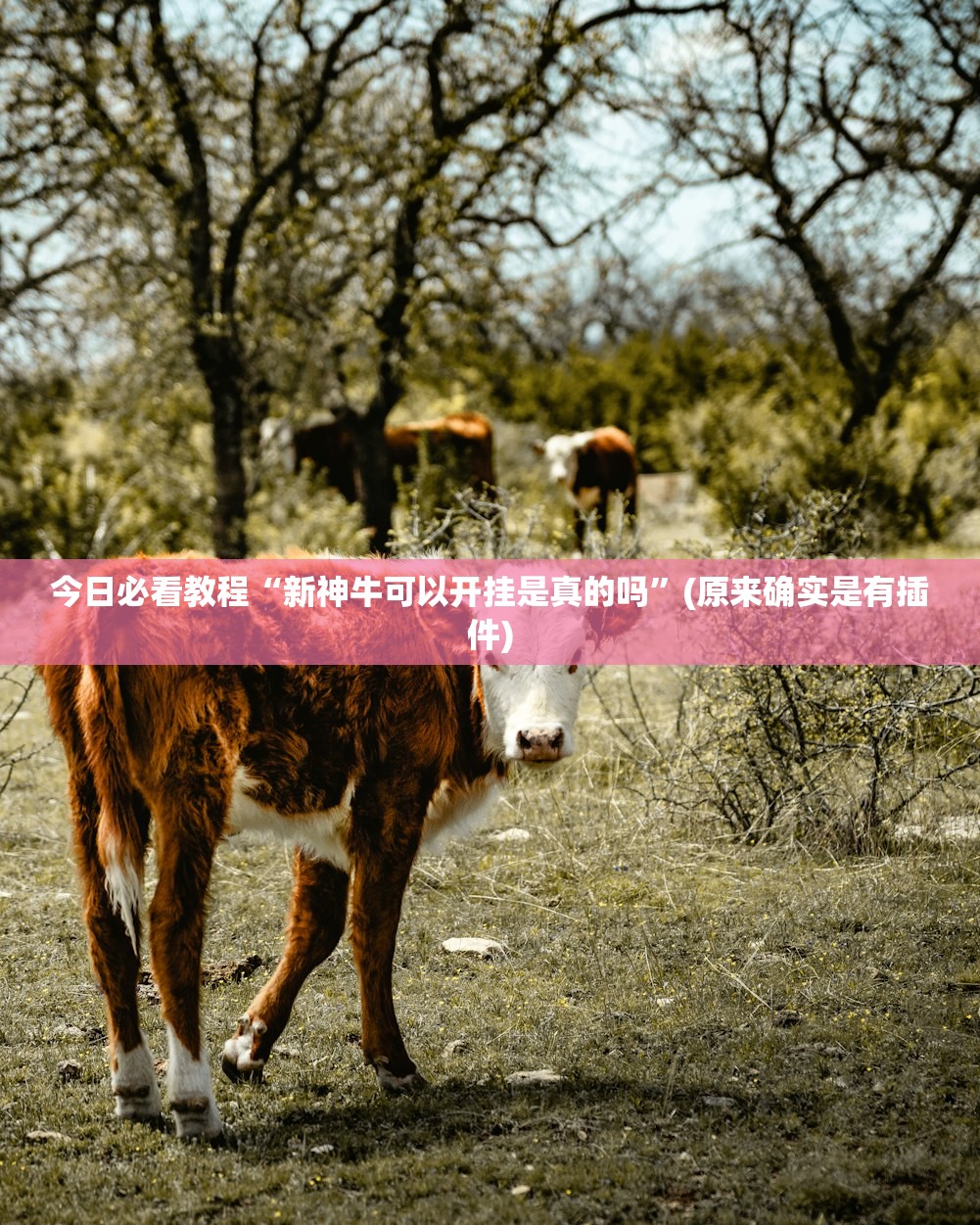 今日必看教程“新神牛可以开挂是真的吗”(原来确实是有插件)