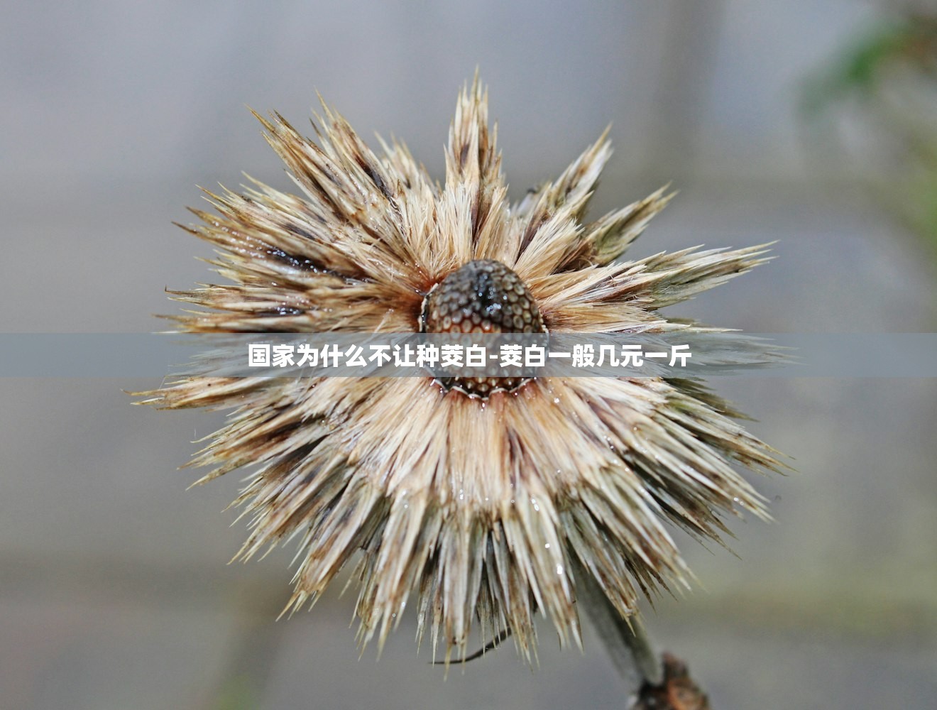 国家为什么不让种茭白-茭白一般几元一斤