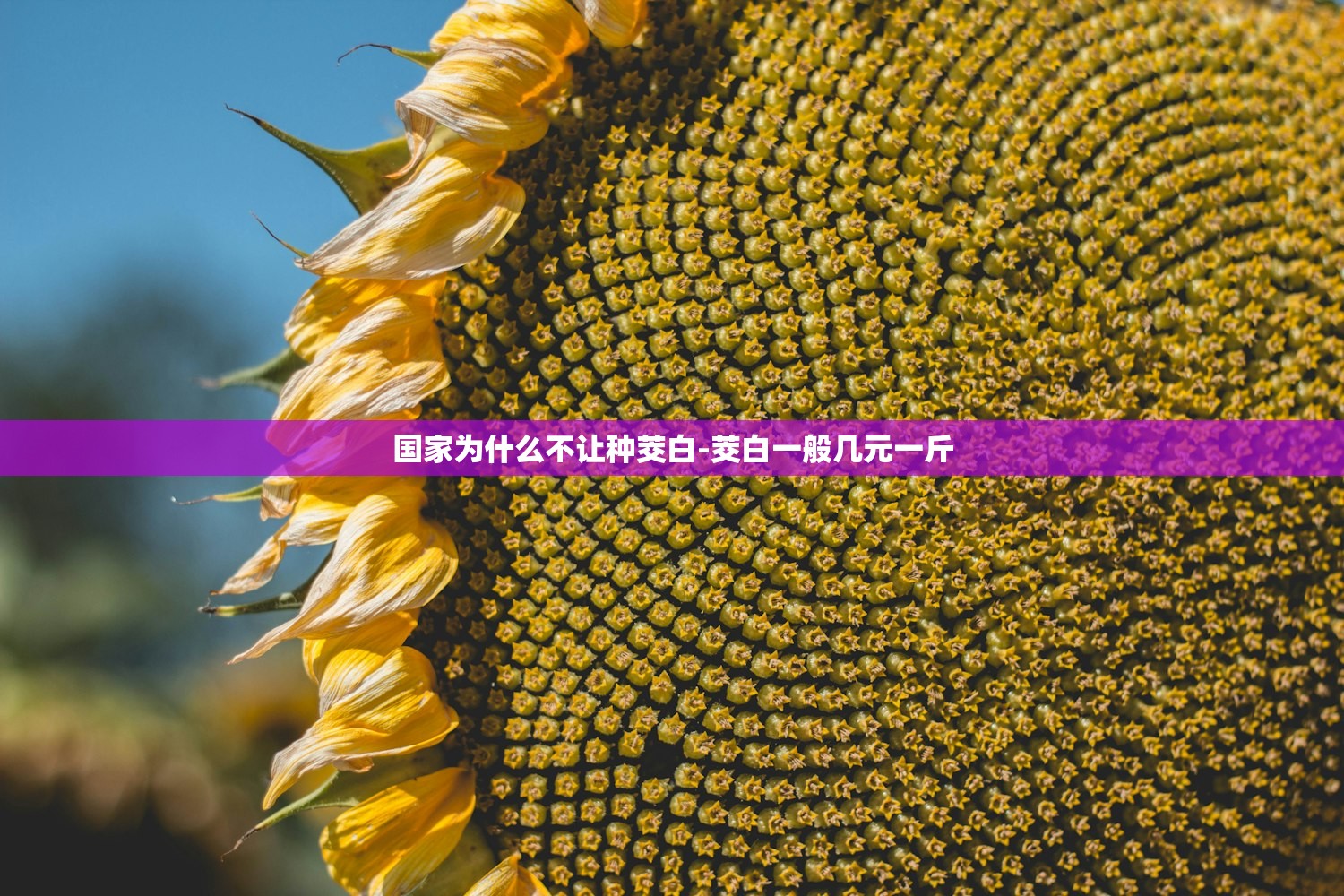 国家为什么不让种茭白-茭白一般几元一斤