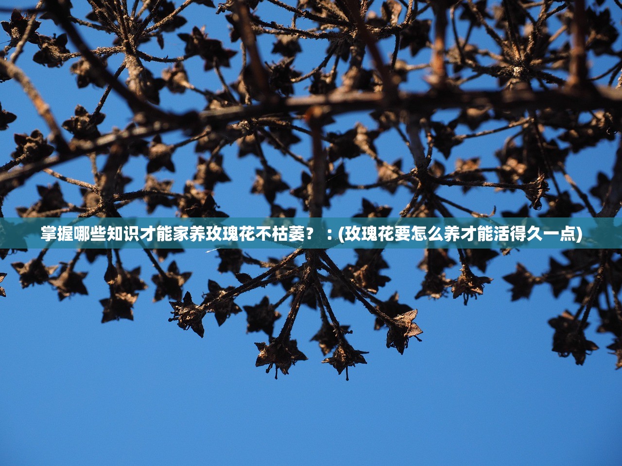 掌握哪些知识才能家养玫瑰花不枯萎？︰(玫瑰花要怎么养才能活得久一点)