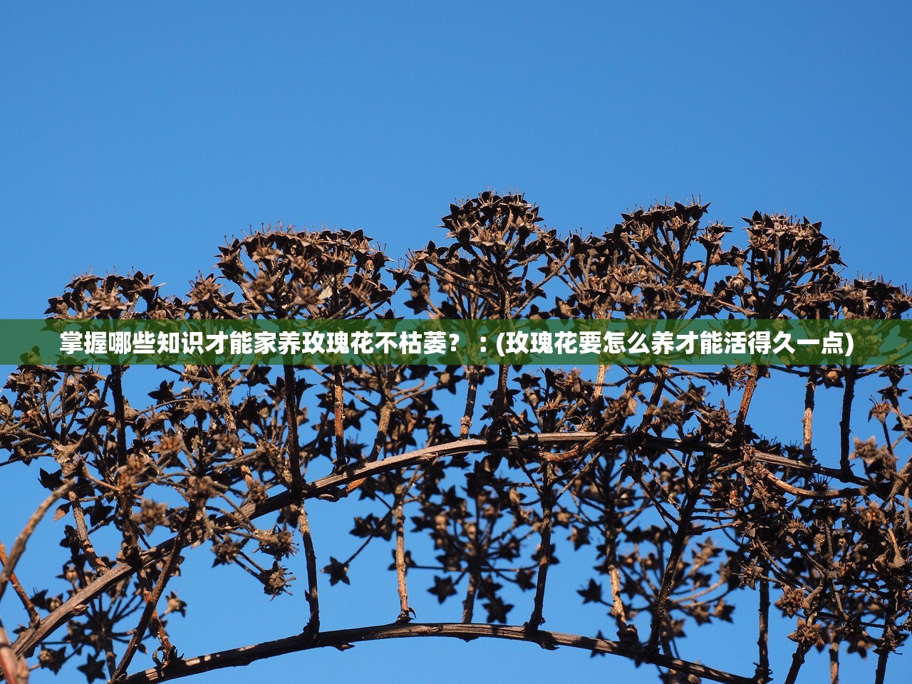 掌握哪些知识才能家养玫瑰花不枯萎？︰(玫瑰花要怎么养才能活得久一点)