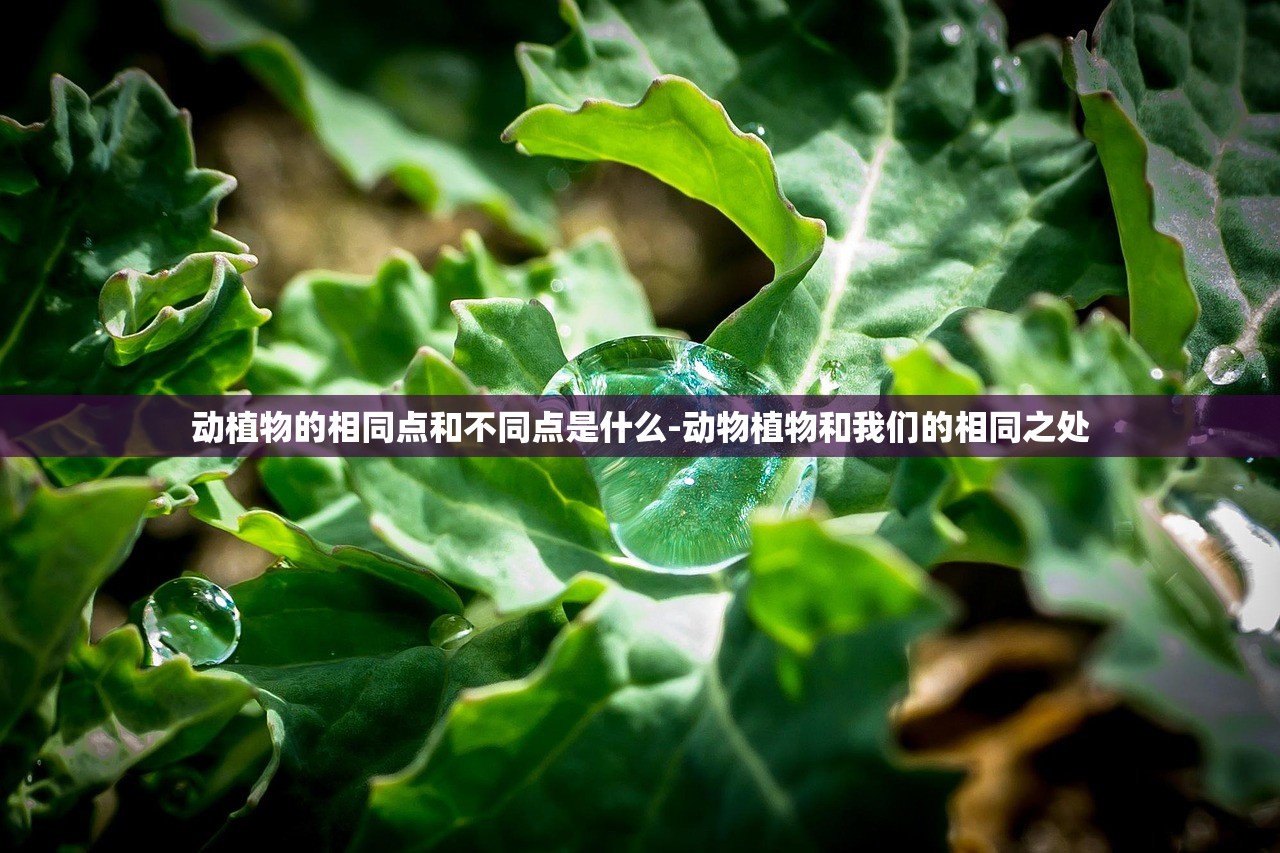 动植物的相同点和不同点是什么-动物植物和我们的相同之处