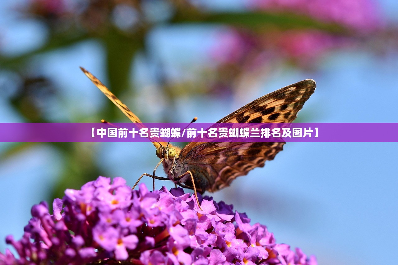 【中国前十名贵蝴蝶/前十名贵蝴蝶兰排名及图片】