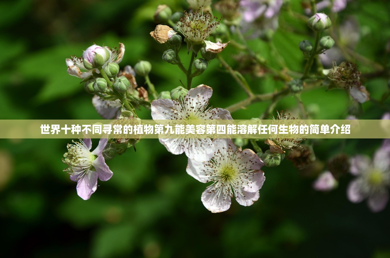 世界十种不同寻常的植物第九能美容第四能溶解任何生物的简单介绍