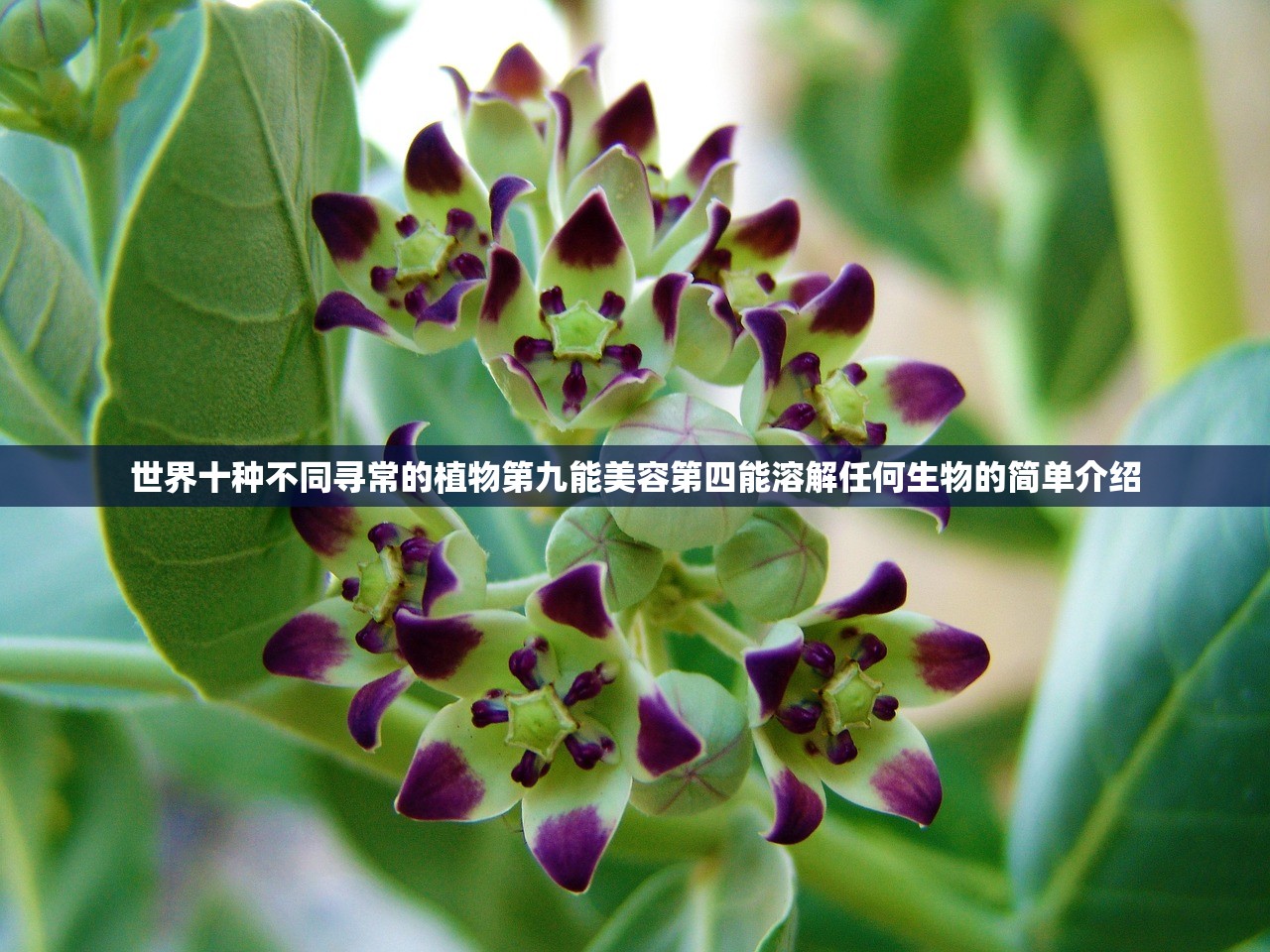 世界十种不同寻常的植物第九能美容第四能溶解任何生物的简单介绍