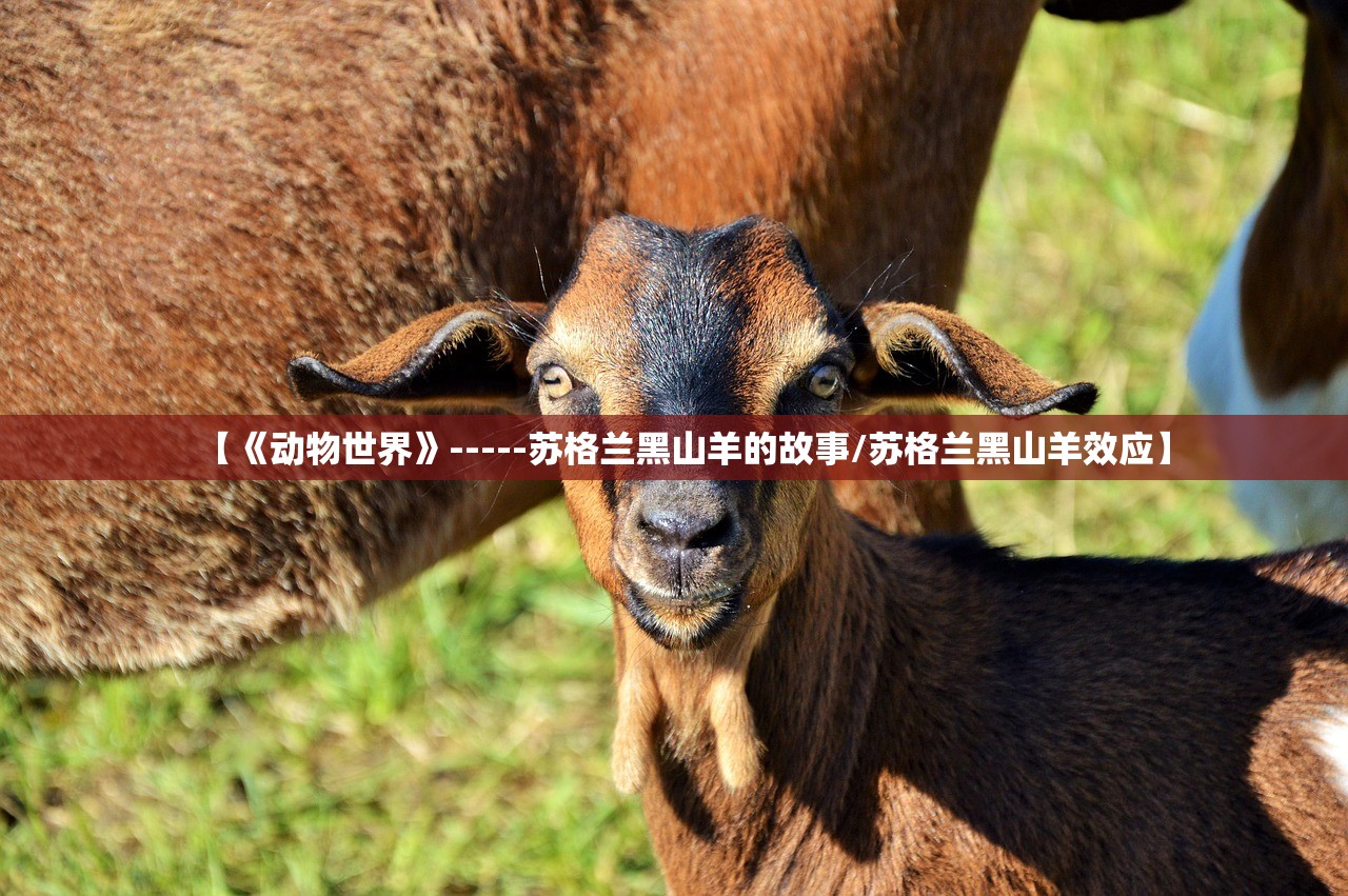【《动物世界》-----苏格兰黑山羊的故事/苏格兰黑山羊效应】 【《动物世界》-----苏格兰黑山羊的故事/苏格兰黑山羊效应】