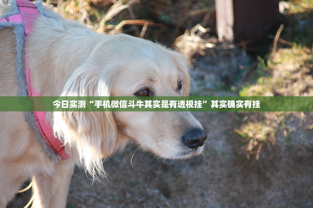 今日实测“手机微信斗牛其实是有透视挂”其实确实有挂