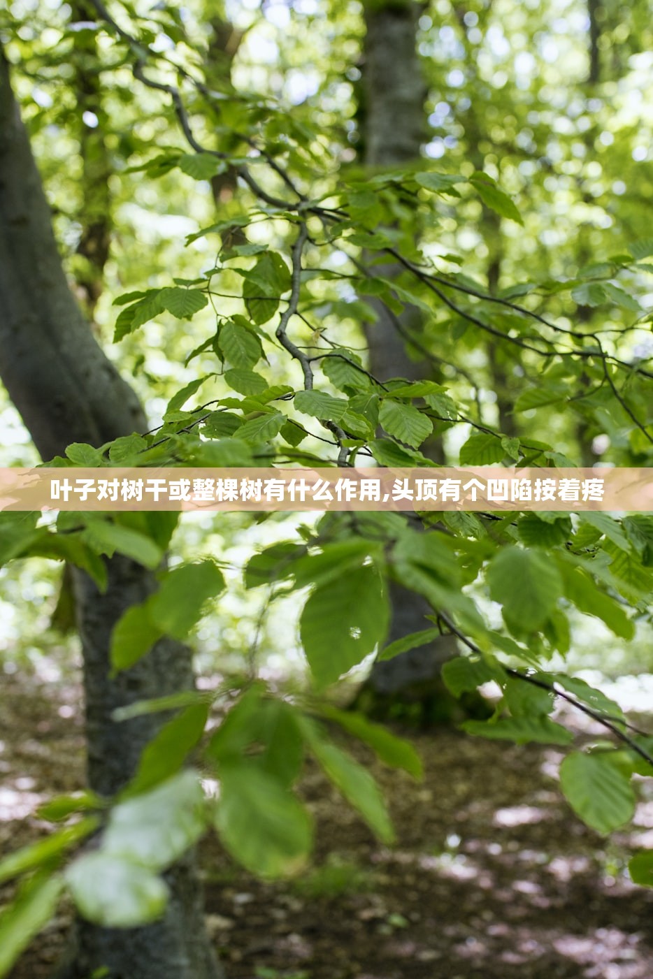 叶子对树干或整棵树有什么作用,头顶有个凹陷按着疼
