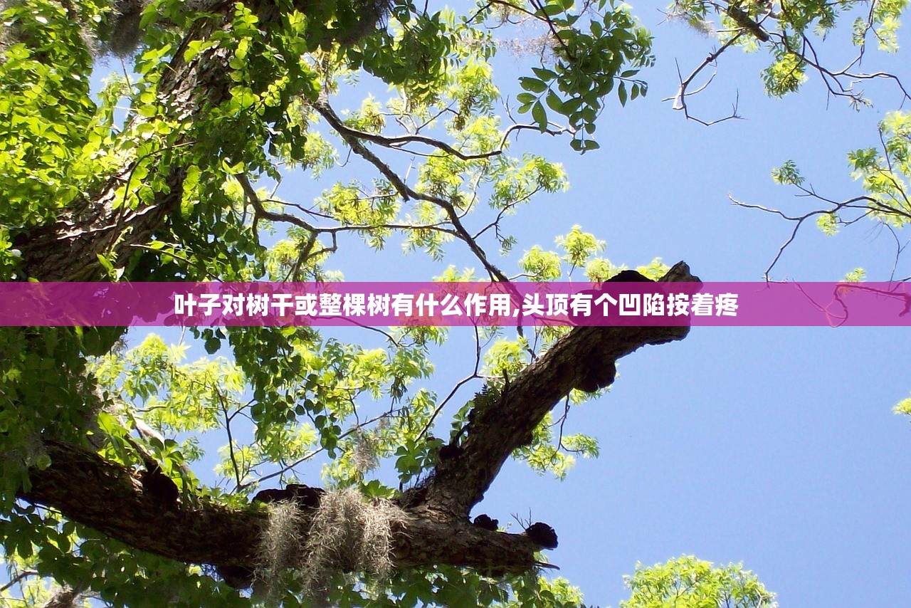 叶子对树干或整棵树有什么作用,头顶有个凹陷按着疼