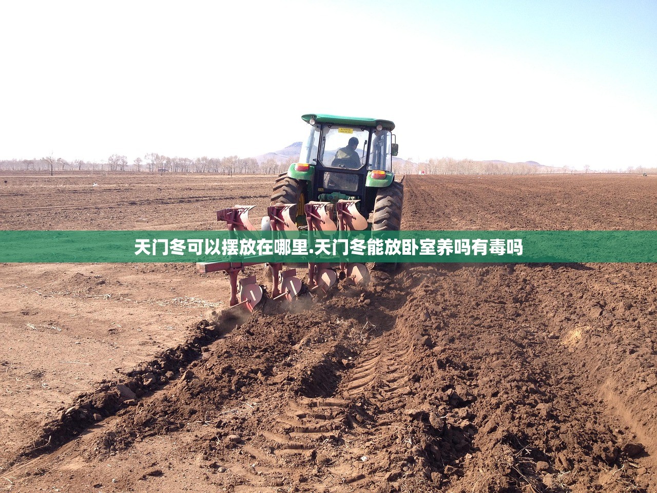 天门冬可以摆放在哪里.天门冬能放卧室养吗有毒吗