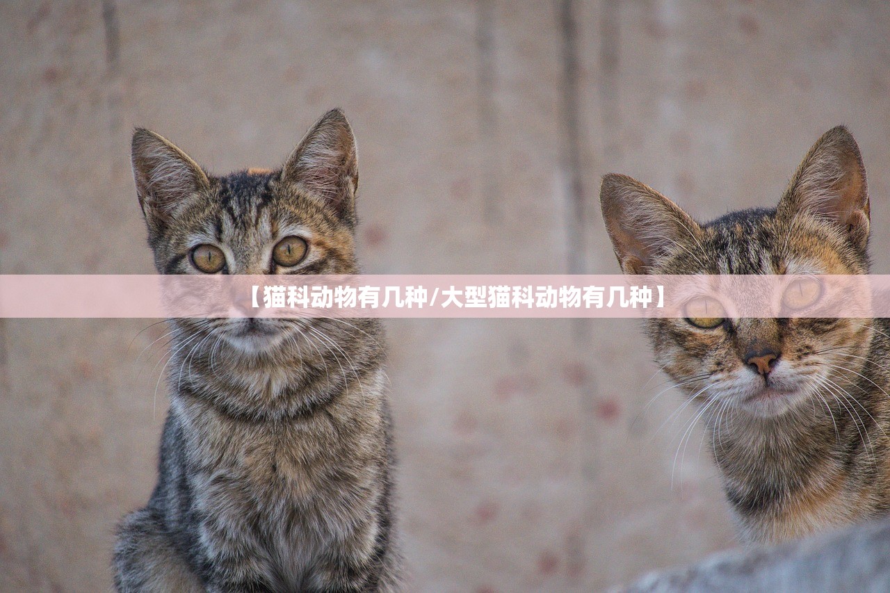 【猫科动物有几种/大型猫科动物有几种】