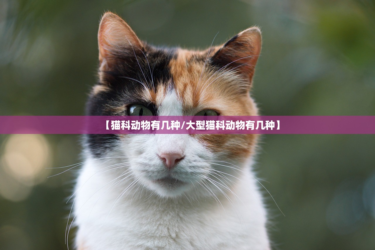 【猫科动物有几种/大型猫科动物有几种】