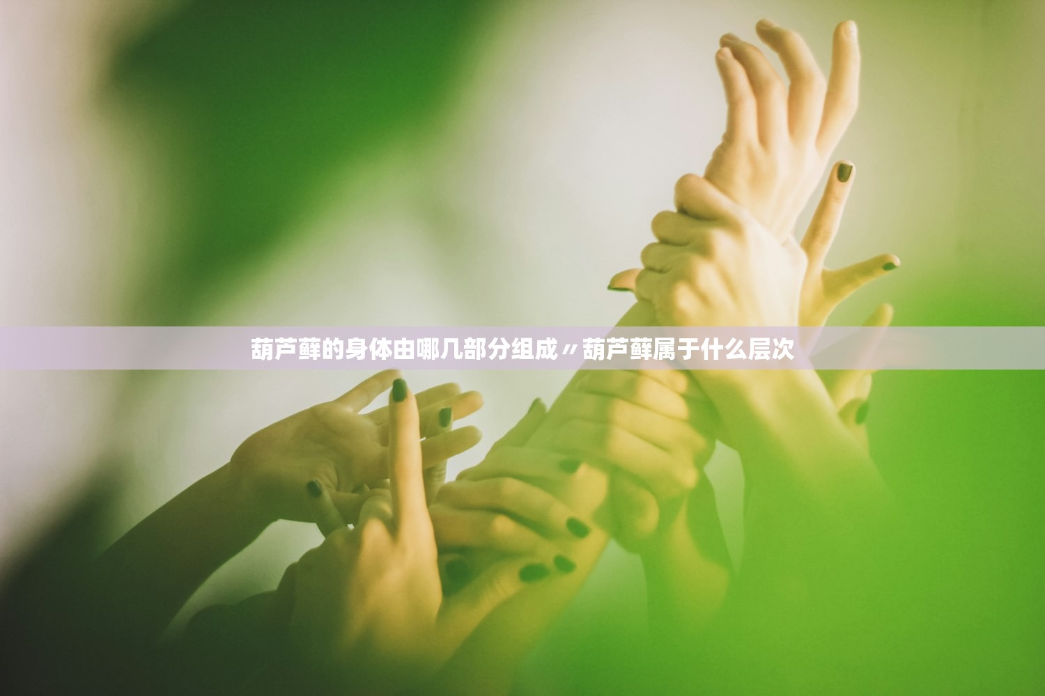葫芦藓的身体由哪几部分组成〃葫芦藓属于什么层次