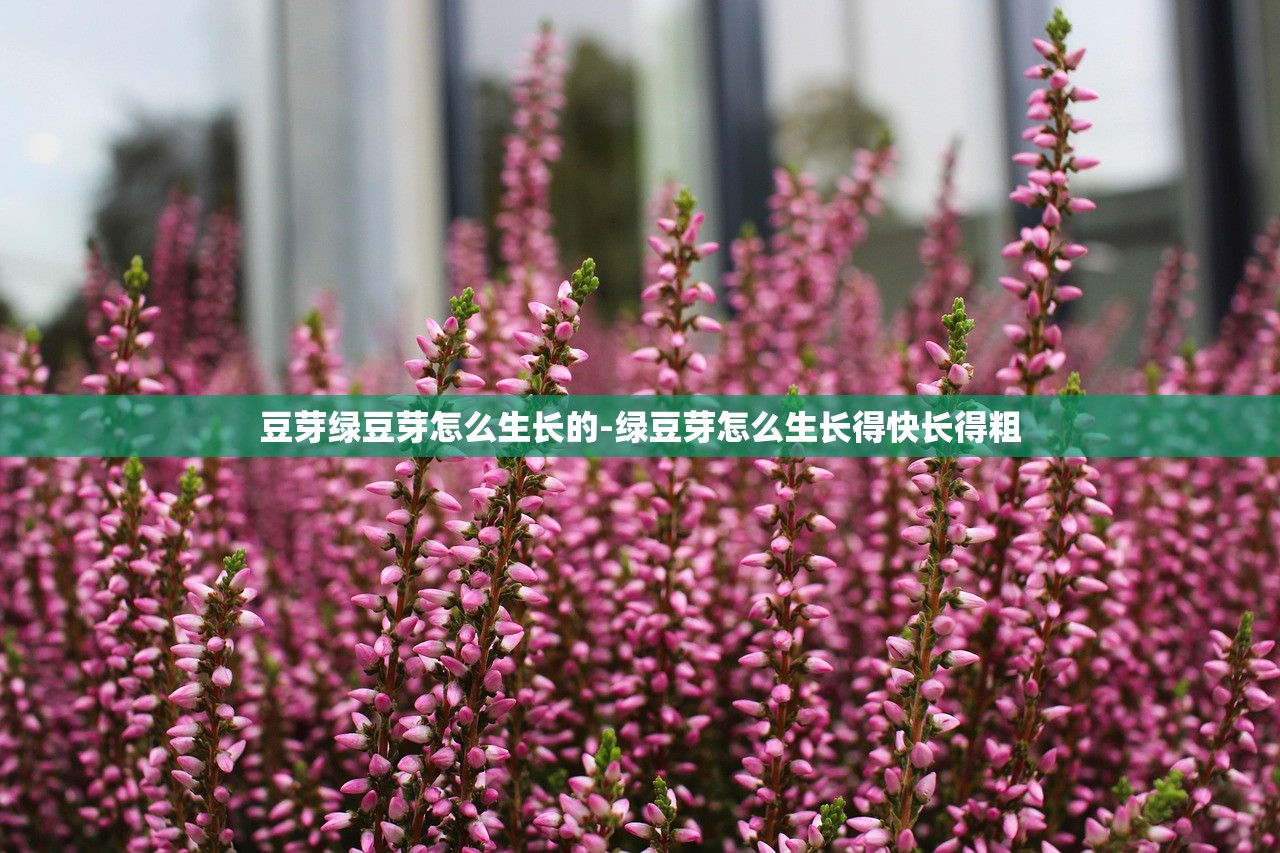 豆芽绿豆芽怎么生长的-绿豆芽怎么生长得快长得粗
