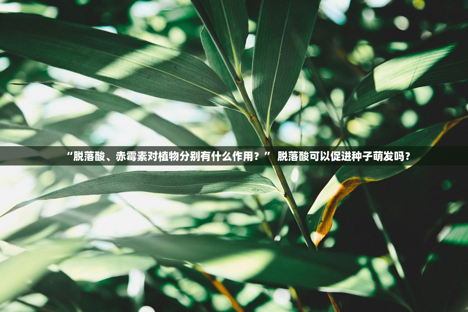 “脱落酸、赤霉素对植物分别有什么作用？” 脱落酸可以促进种子萌发吗？