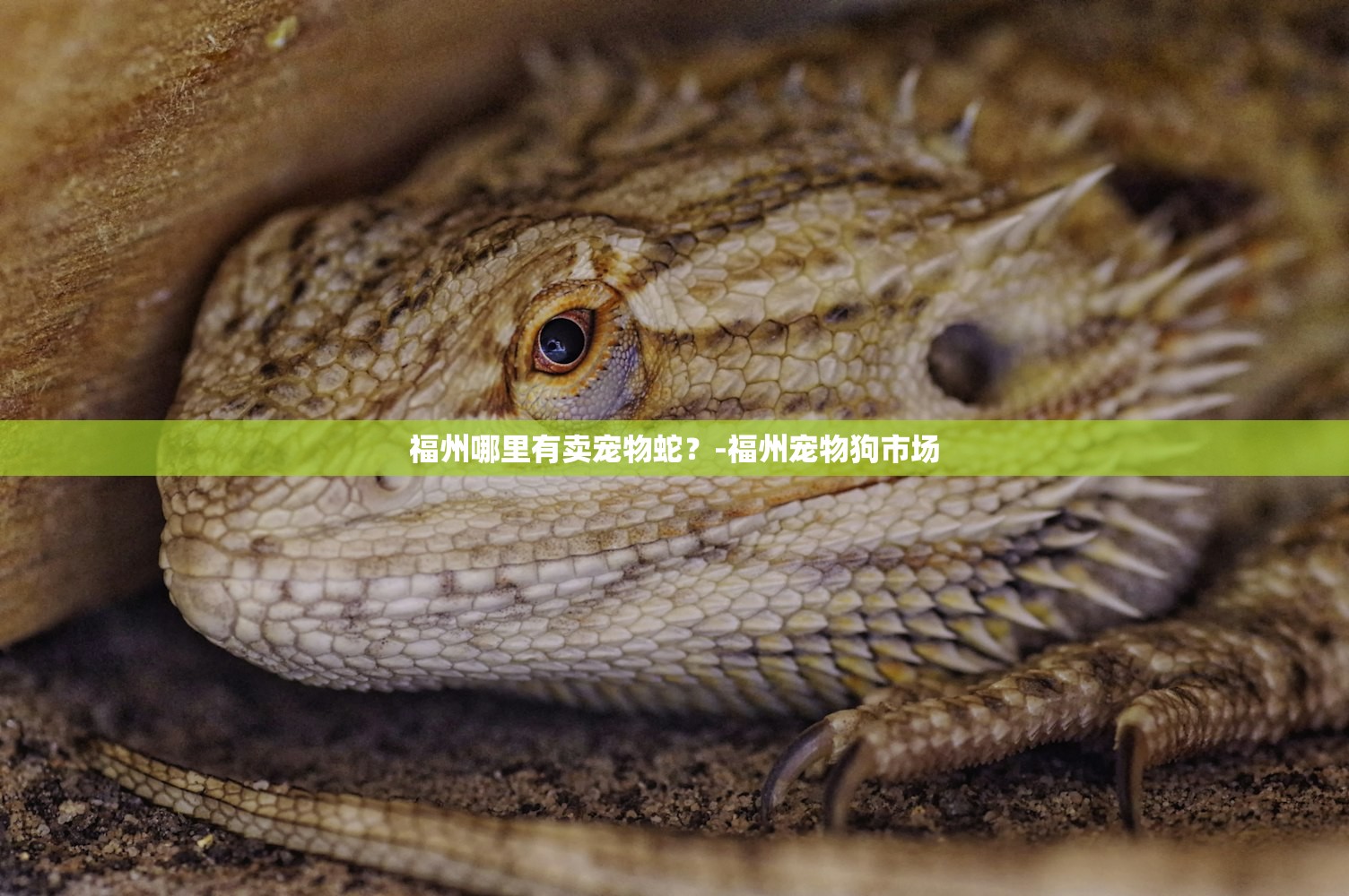 福州哪里有卖宠物蛇？-福州宠物狗市场