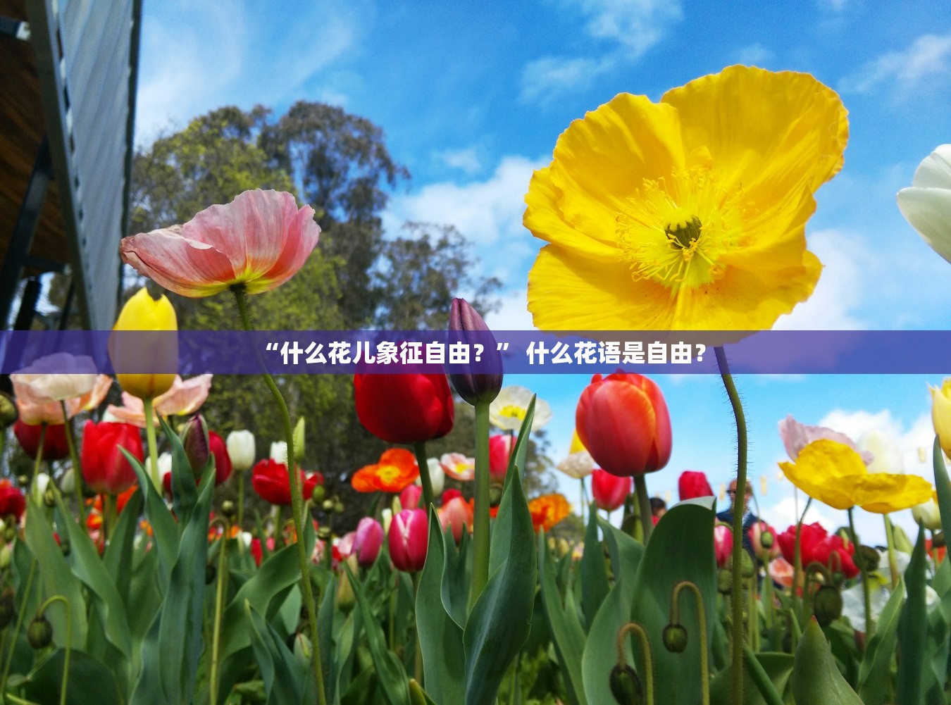 “什么花儿象征自由？” 什么花语是自由？