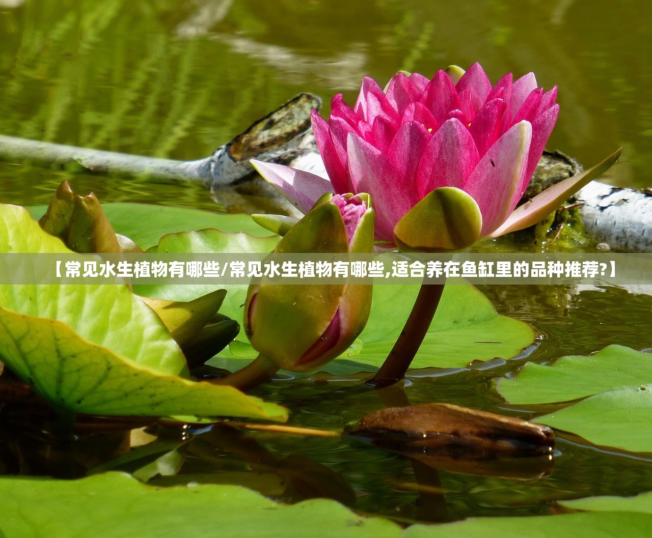 【常见水生植物有哪些/常见水生植物有哪些,适合养在鱼缸里的品种推荐?】 【常见水生植物有哪些/常见水生植物有哪些,适合养在鱼缸里的品种推荐?】