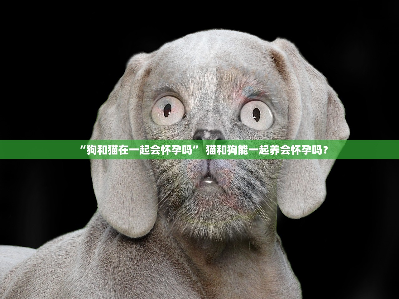 “狗和猫在一起会怀孕吗	” 猫和狗能一起养会怀孕吗？