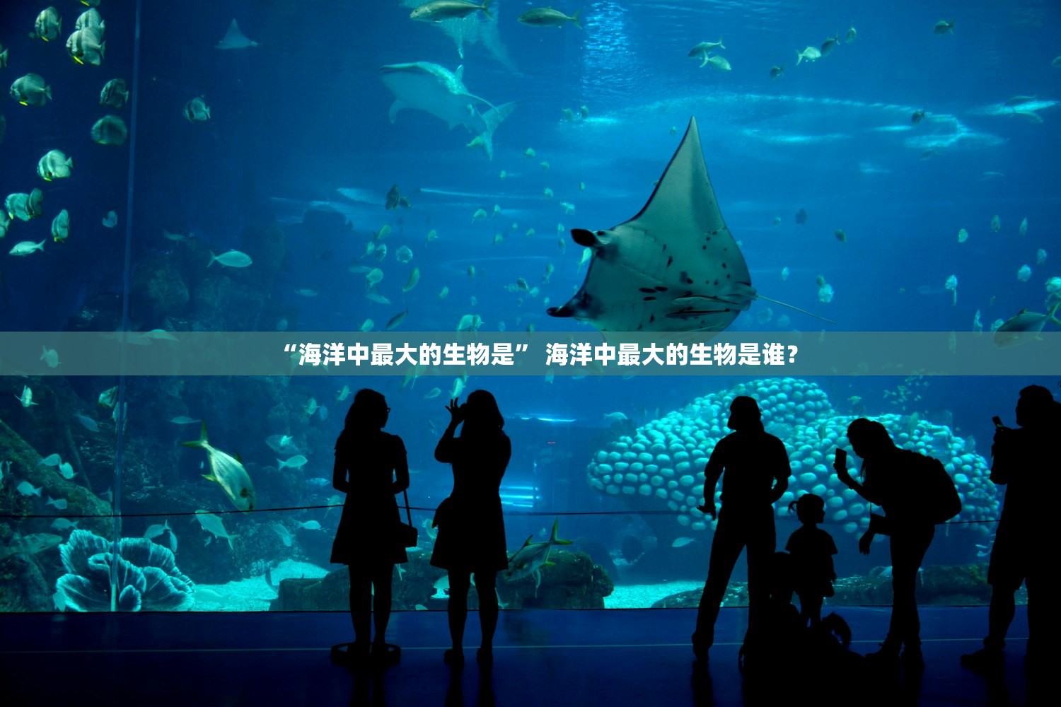 “海洋中最大的生物是” 海洋中最大的生物是谁？