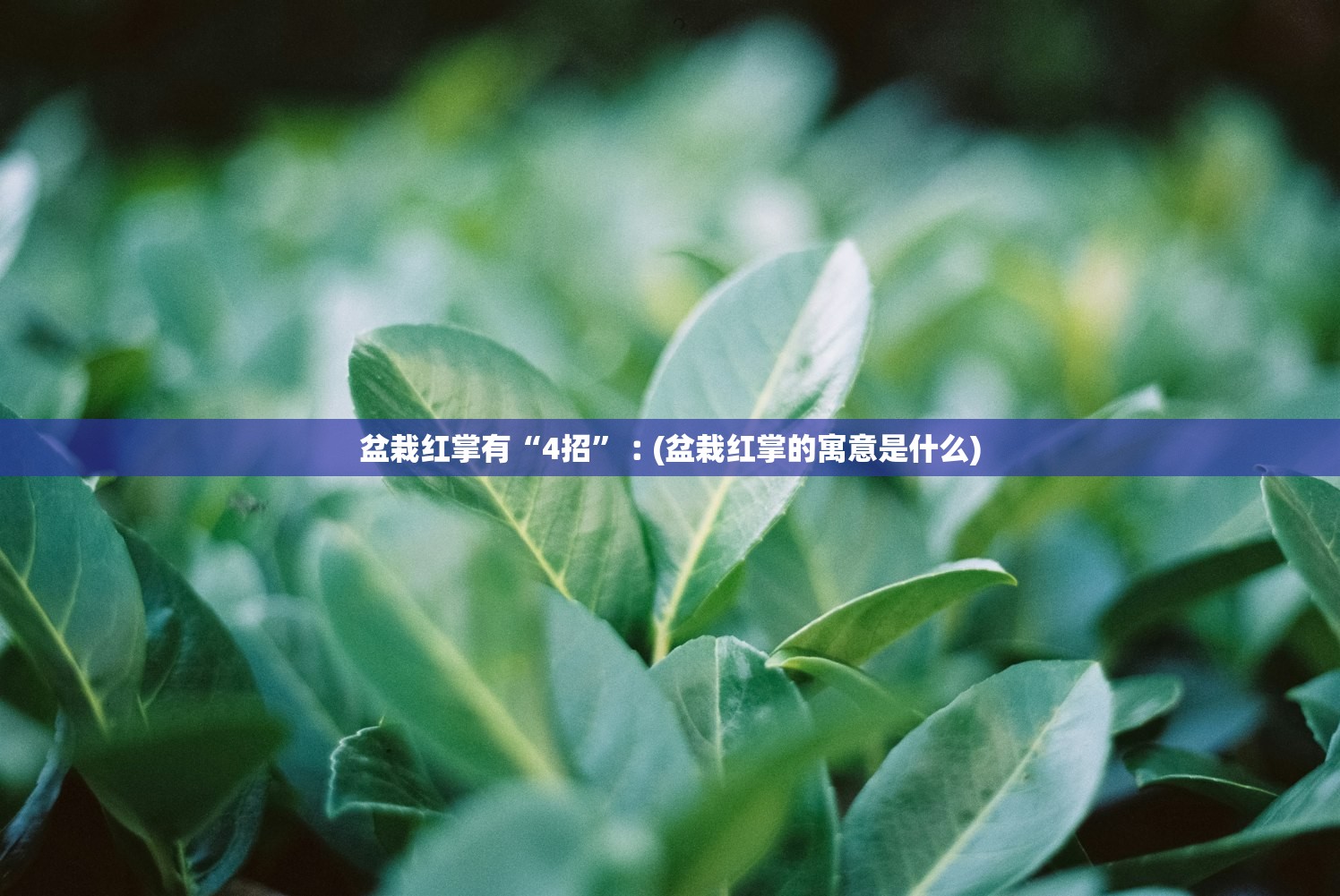 盆栽红掌有“4招”︰(盆栽红掌的寓意是什么)