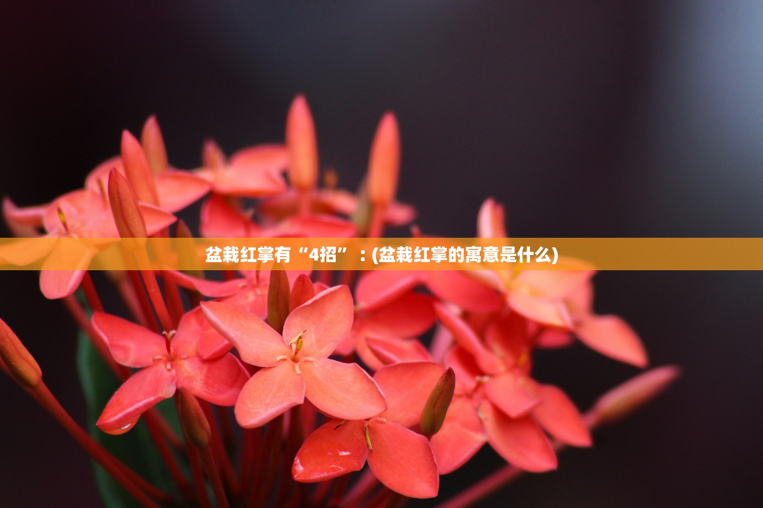 盆栽红掌有“4招”︰(盆栽红掌的寓意是什么)
