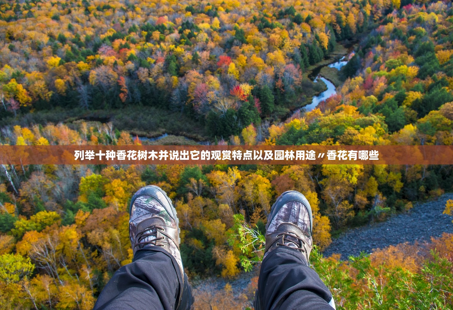 列举十种香花树木并说出它的观赏特点以及园林用途〃香花有哪些 列举十种香花树木并说出它的观赏特点以及园林用途〃香花有哪些
