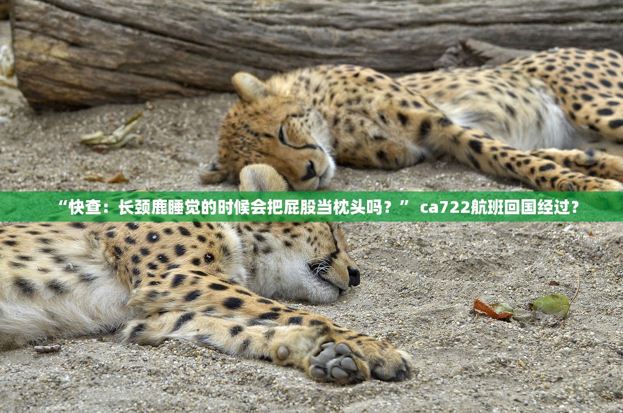 “快查：长颈鹿睡觉的时候会把屁股当枕头吗？” ca722航班回国经过？