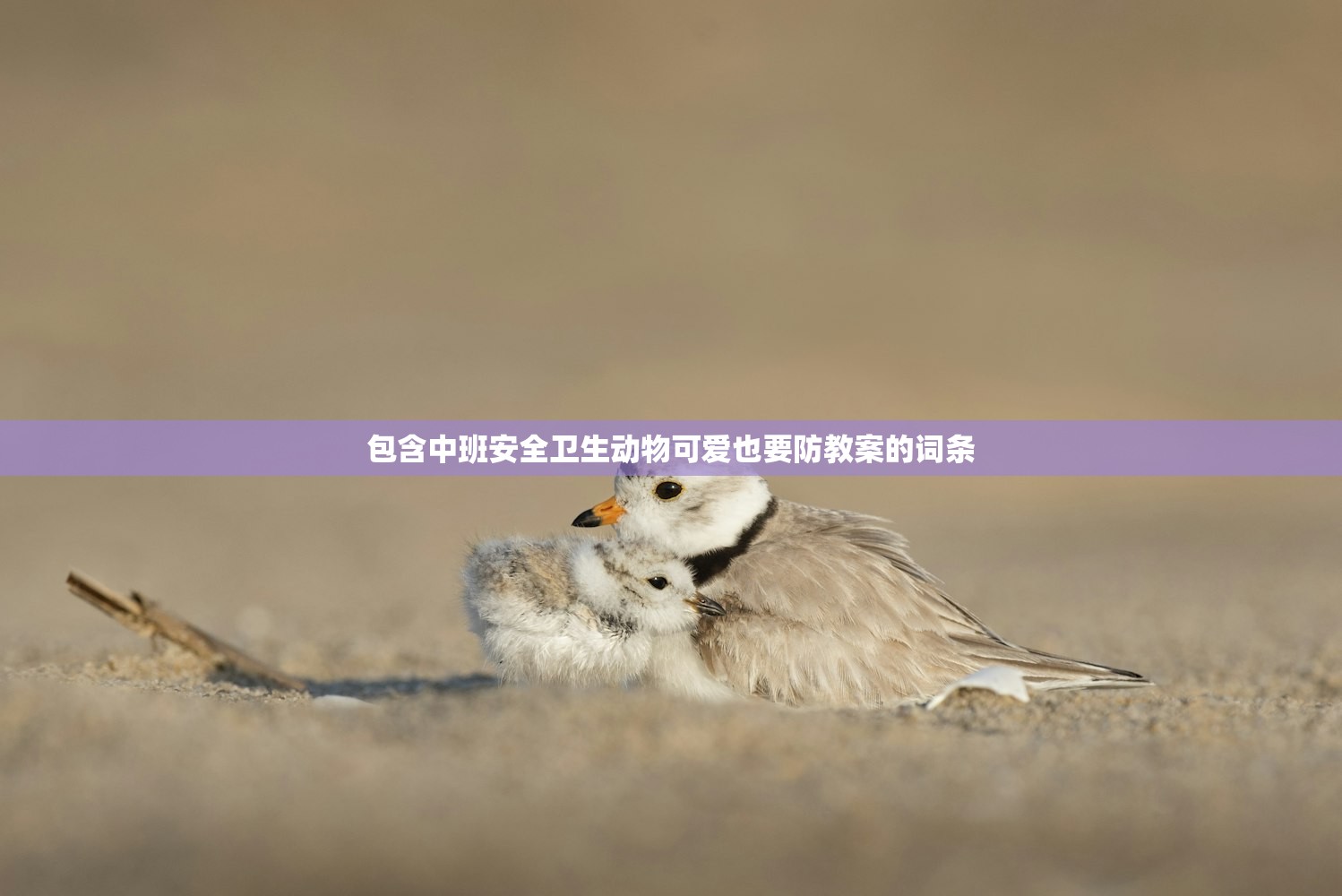 包含中班安全卫生动物可爱也要防教案的词条