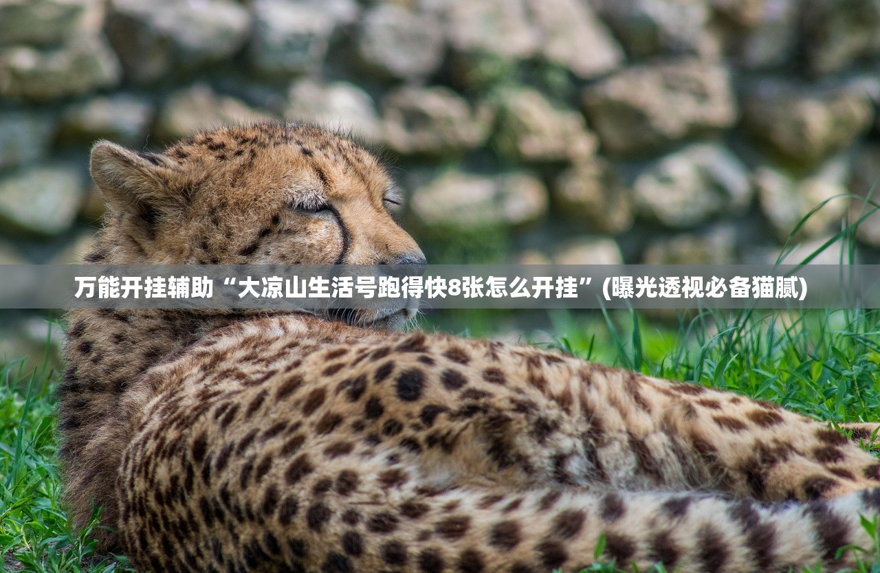 万能开挂辅助“大凉山生活号跑得快8张怎么开挂”(曝光透视必备猫腻)