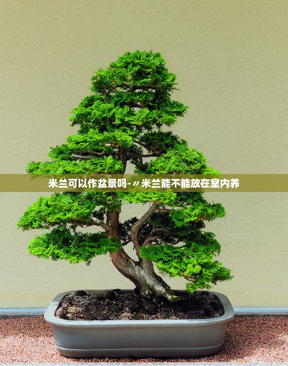 米兰可以作盆景吗-〃米兰能不能放在室内养