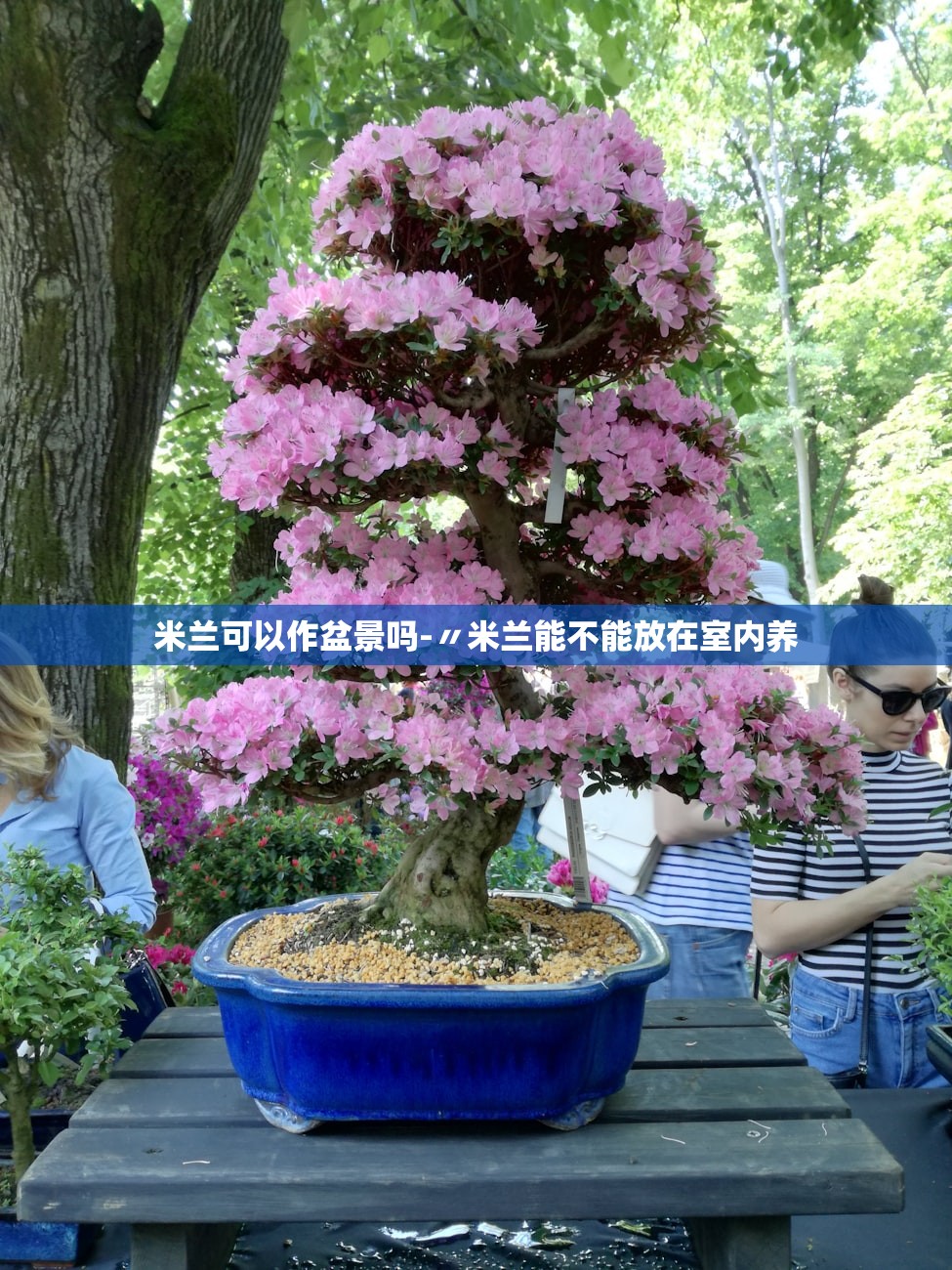 米兰可以作盆景吗-〃米兰能不能放在室内养