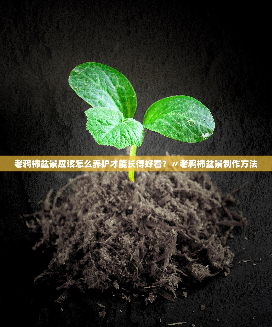 老鸦柿盆景应该怎么养护才能长得好看？〃老鸦柿盆景制作方法