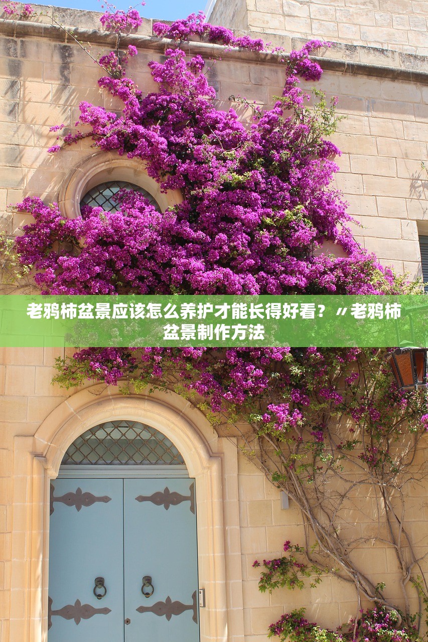老鸦柿盆景应该怎么养护才能长得好看？〃老鸦柿盆景制作方法