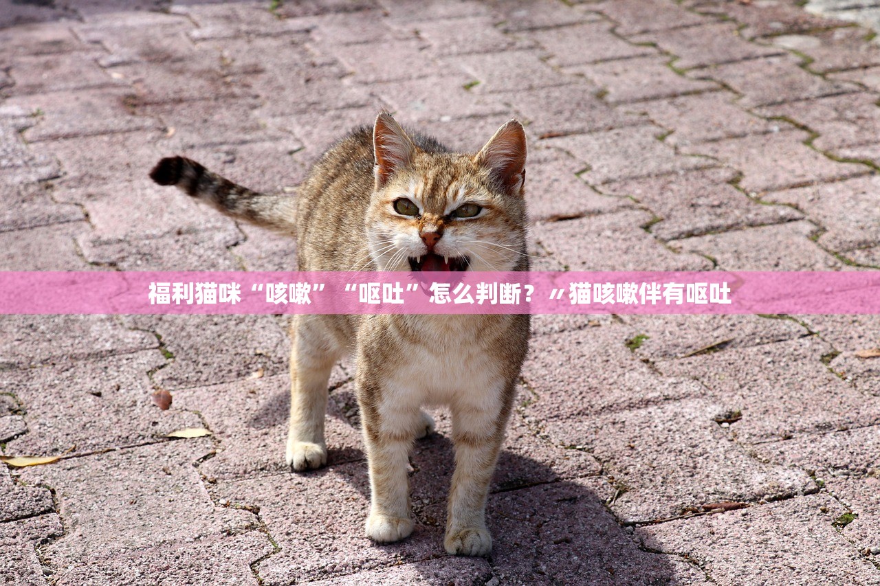 福利猫咪“咳嗽	”“呕吐”怎么判断？〃猫咳嗽伴有呕吐