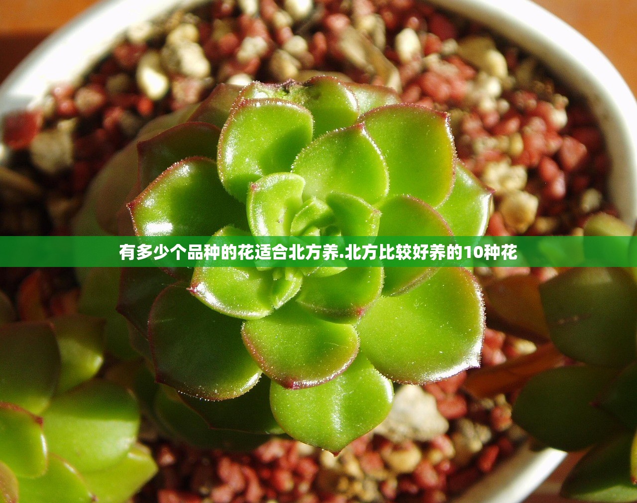 有多少个品种的花适合北方养.北方比较好养的10种花