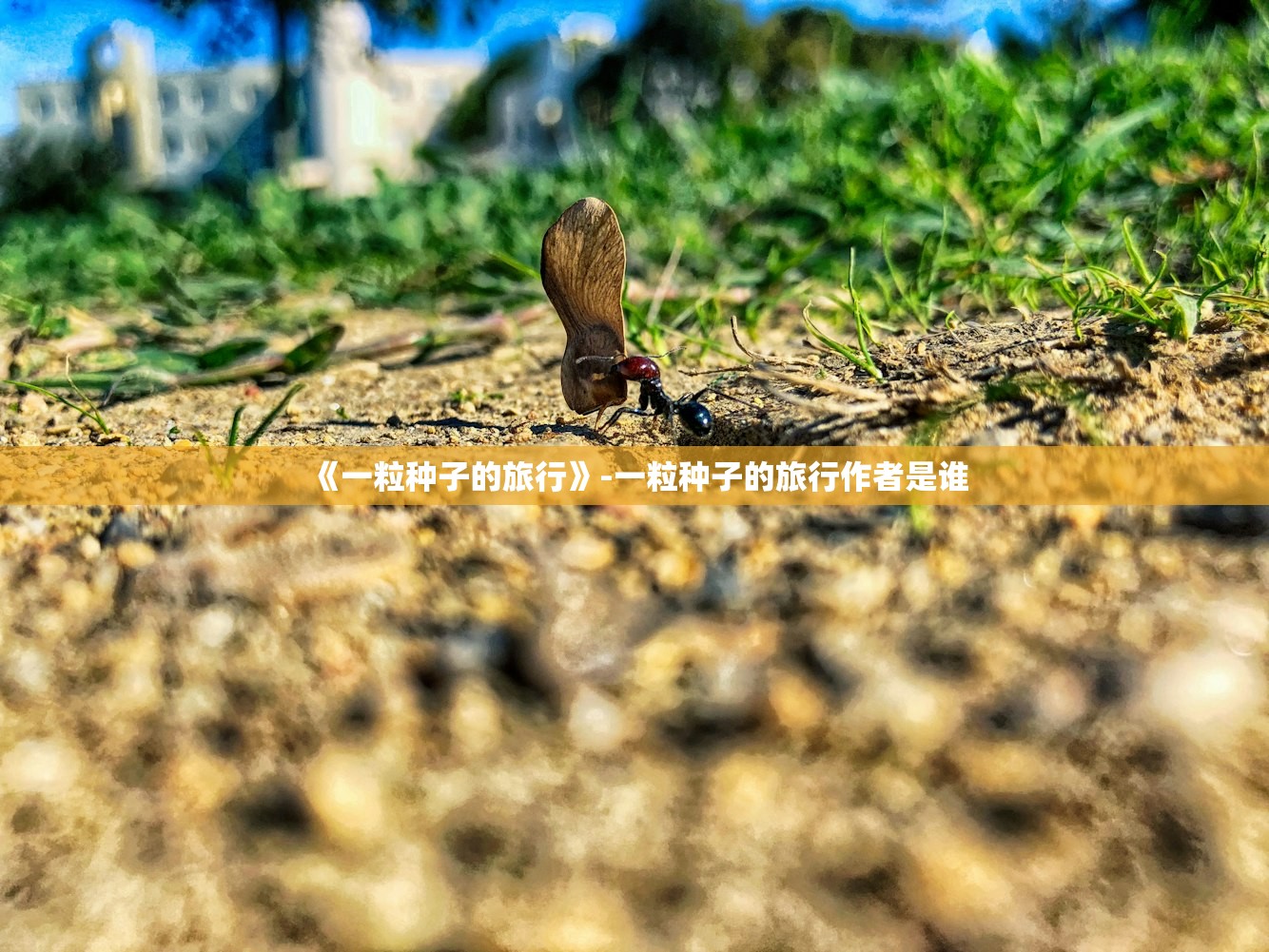 《一粒种子的旅行》-一粒种子的旅行作者是谁