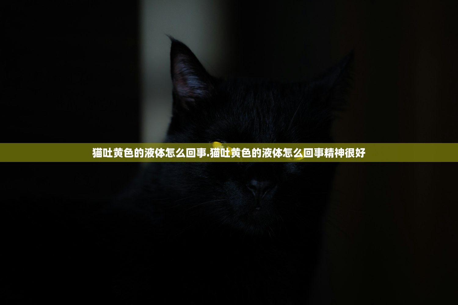 猫吐黄色的液体怎么回事.猫吐黄色的液体怎么回事精神很好 猫吐黄色的液体怎么回事.猫吐黄色的液体怎么回事精神很好